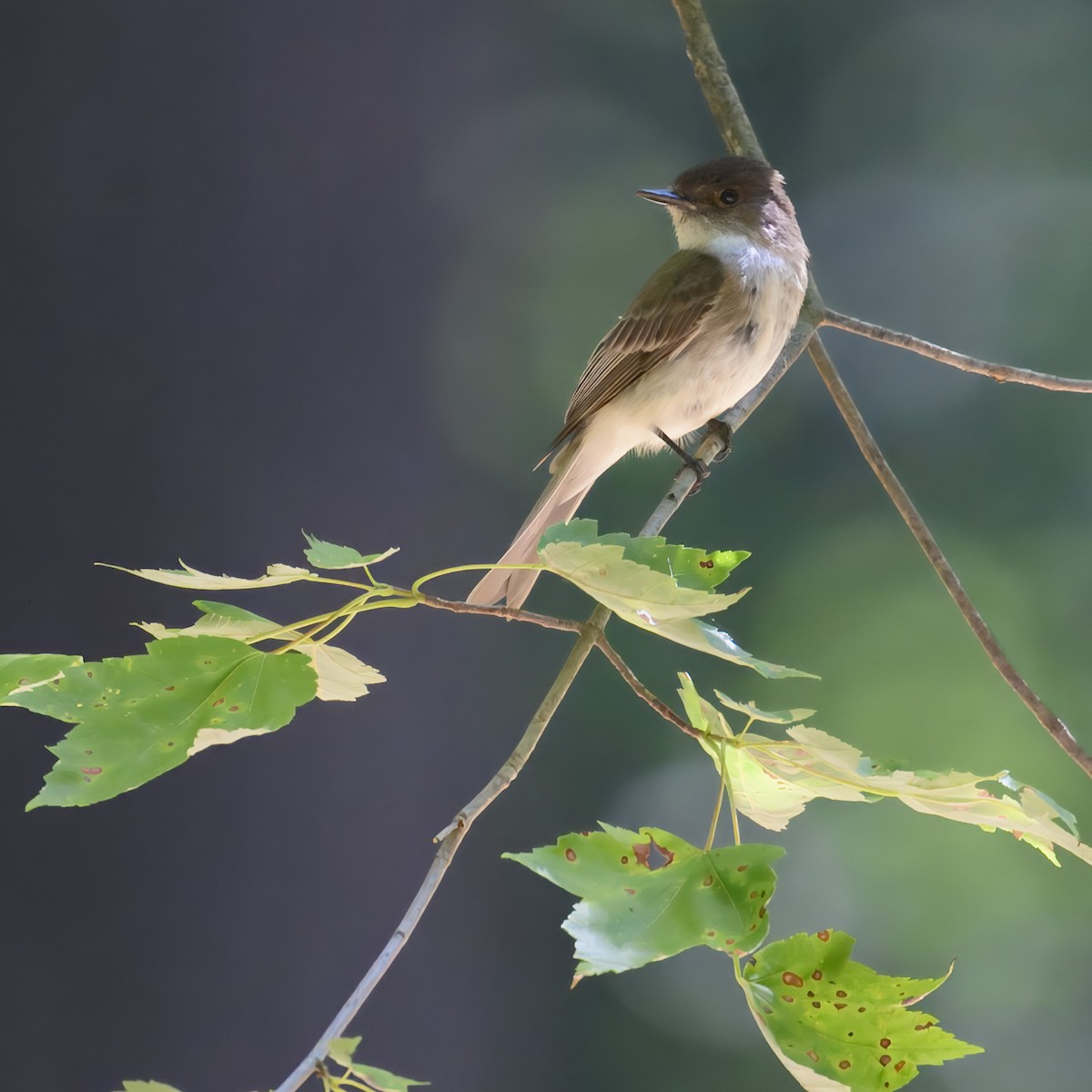 Eastern Phoebe - ML621217817