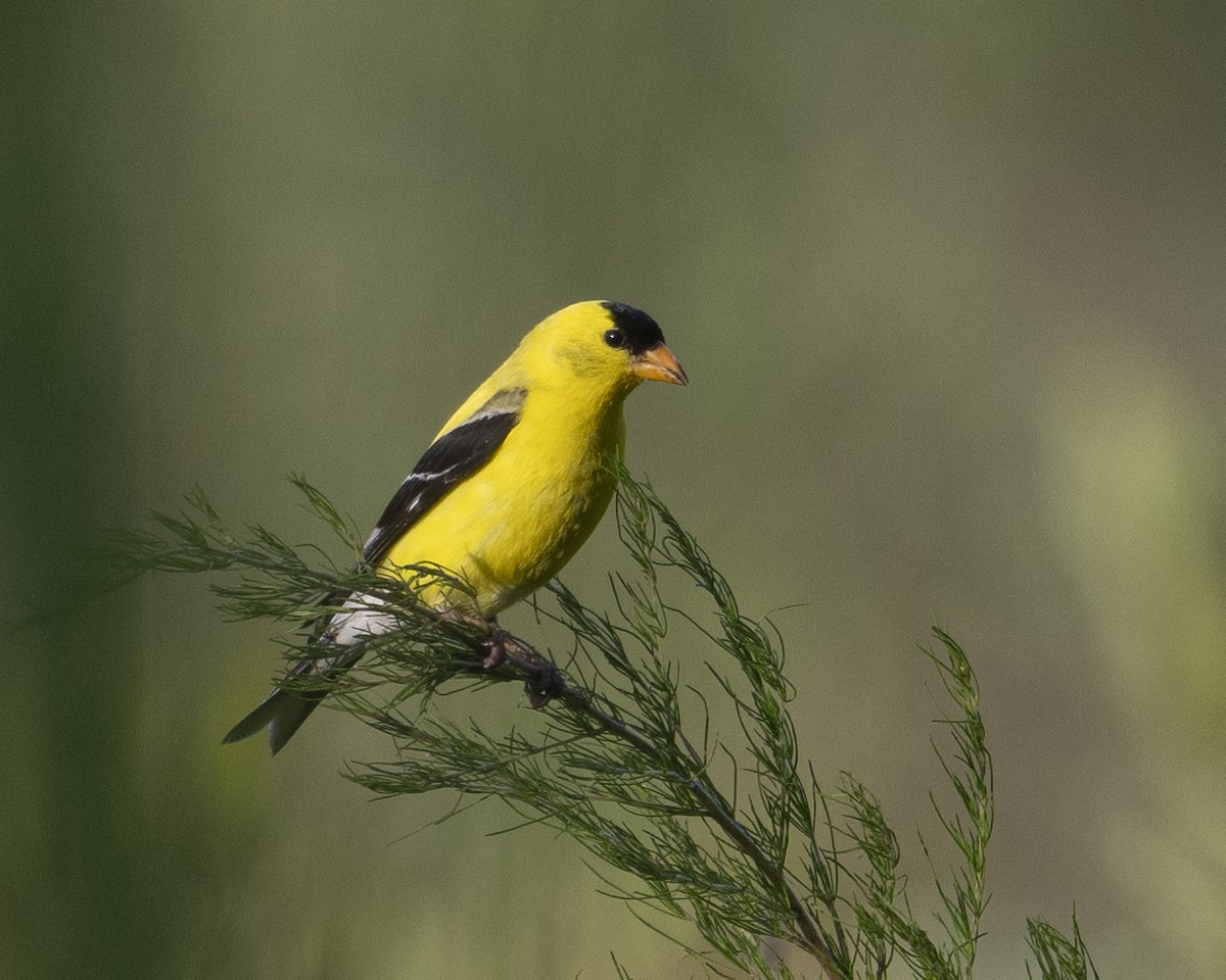 American Goldfinch - ML621217818