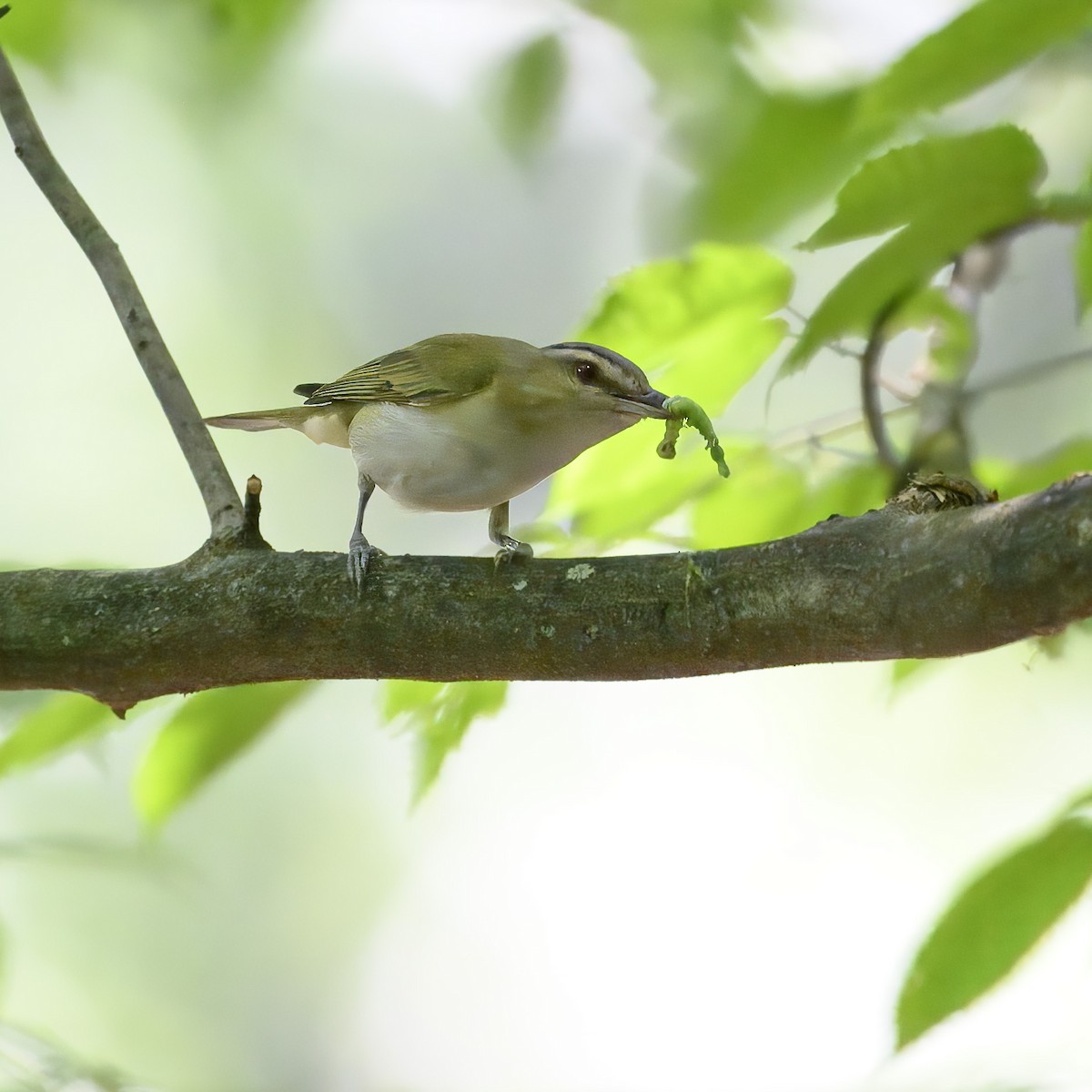 Red-eyed Vireo - ML621217826