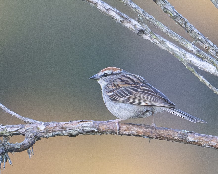 Chipping Sparrow - ML621217830