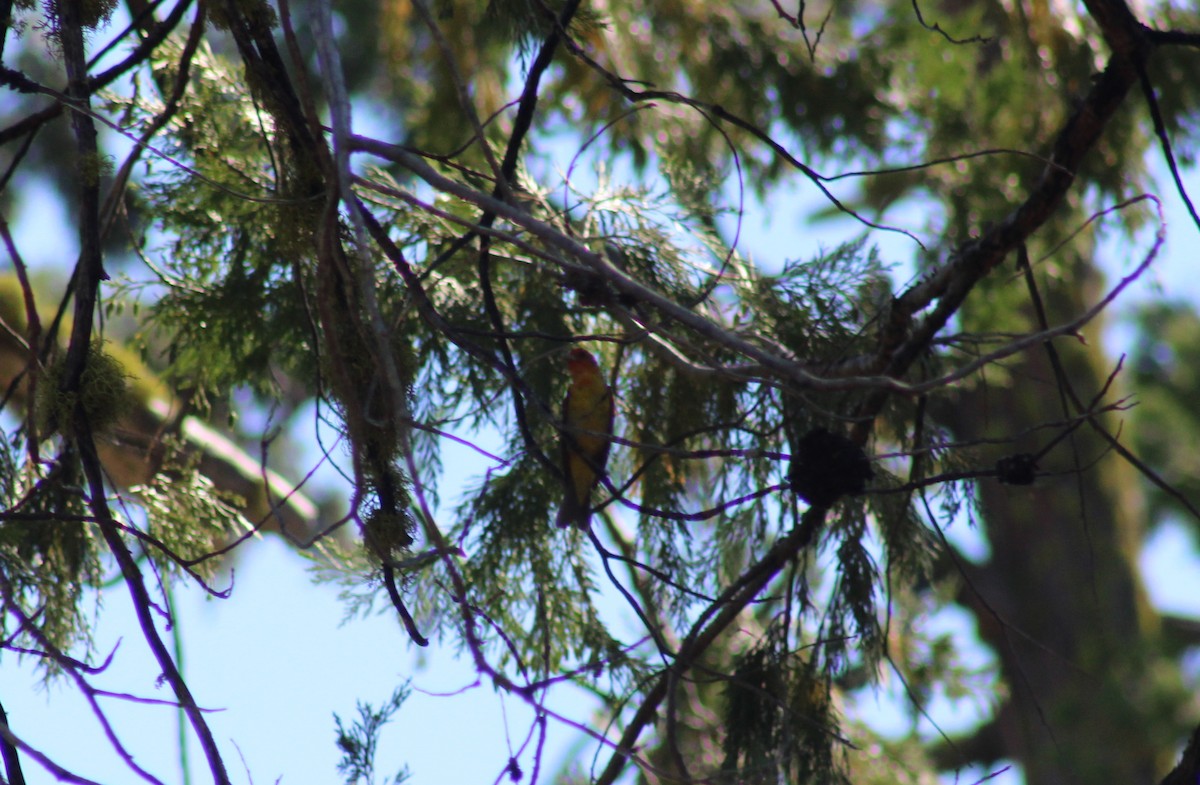 Western Tanager - ML621217852
