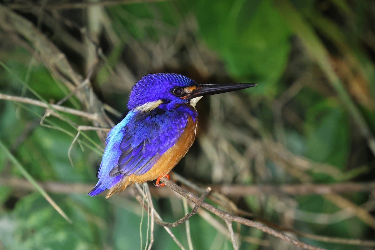 Blue-eared Kingfisher - ML621217881