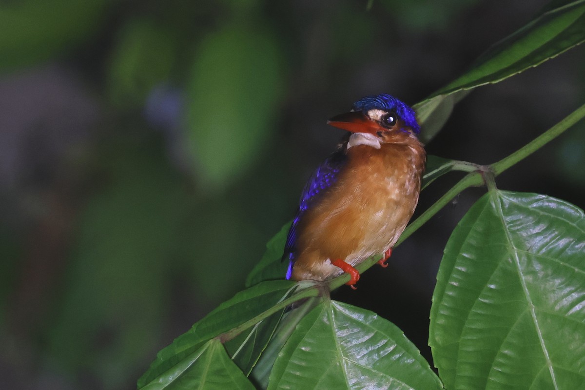 Blue-eared Kingfisher - ML621217882