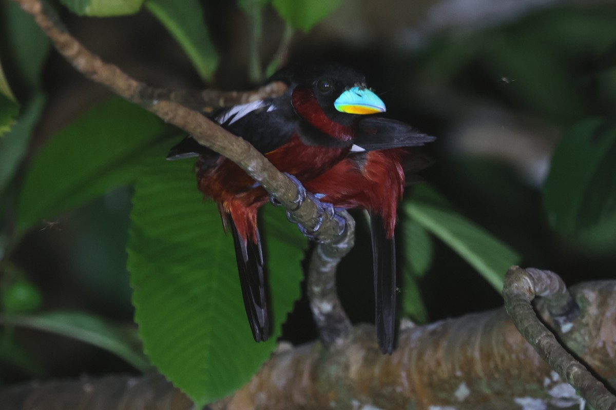 Black-and-red Broadbill (Black-and-red) - ML621217893