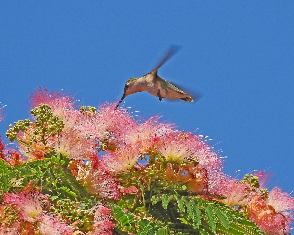 Ruby-throated Hummingbird - ML621217894