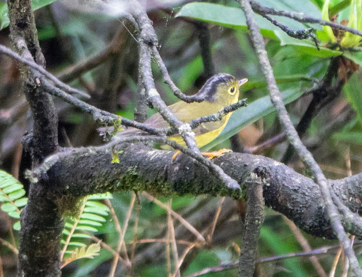 Bianchi's Warbler - ML621217905