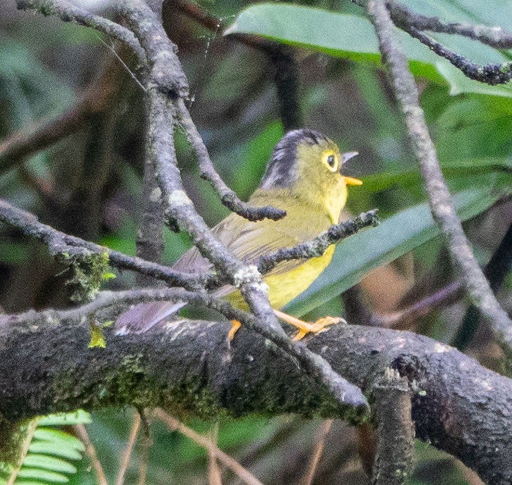 Bianchi's Warbler - ML621217906