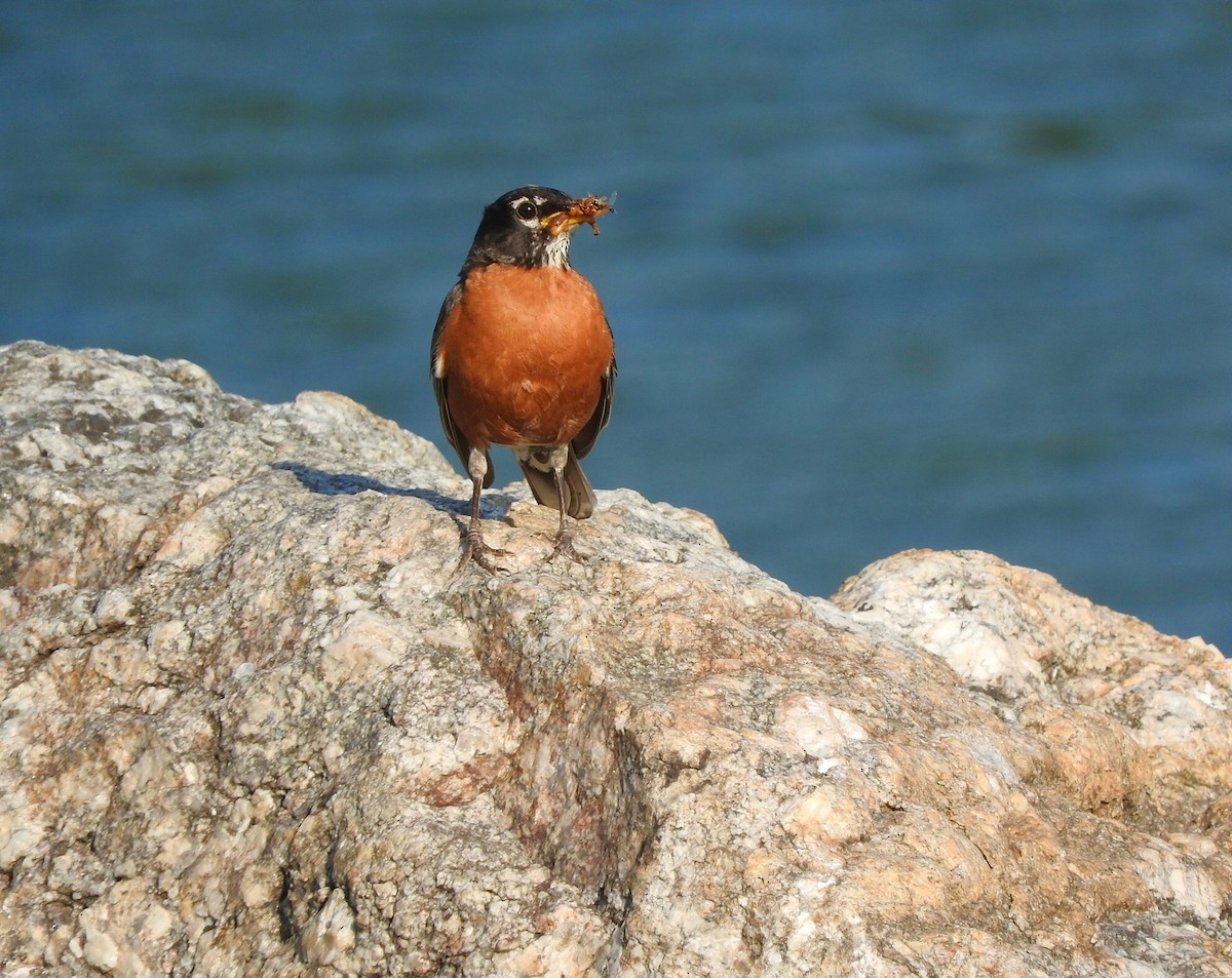American Robin - ML62121791