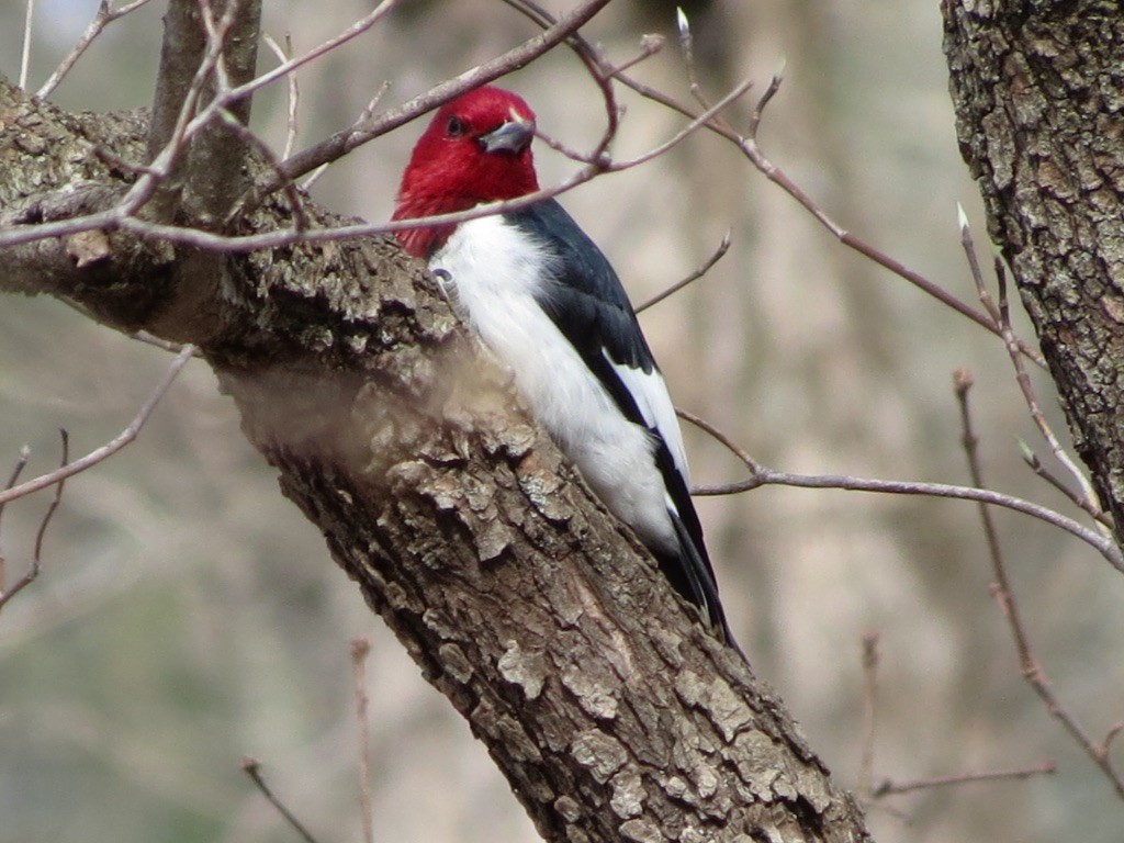 Red-headed Woodpecker - ML621217942