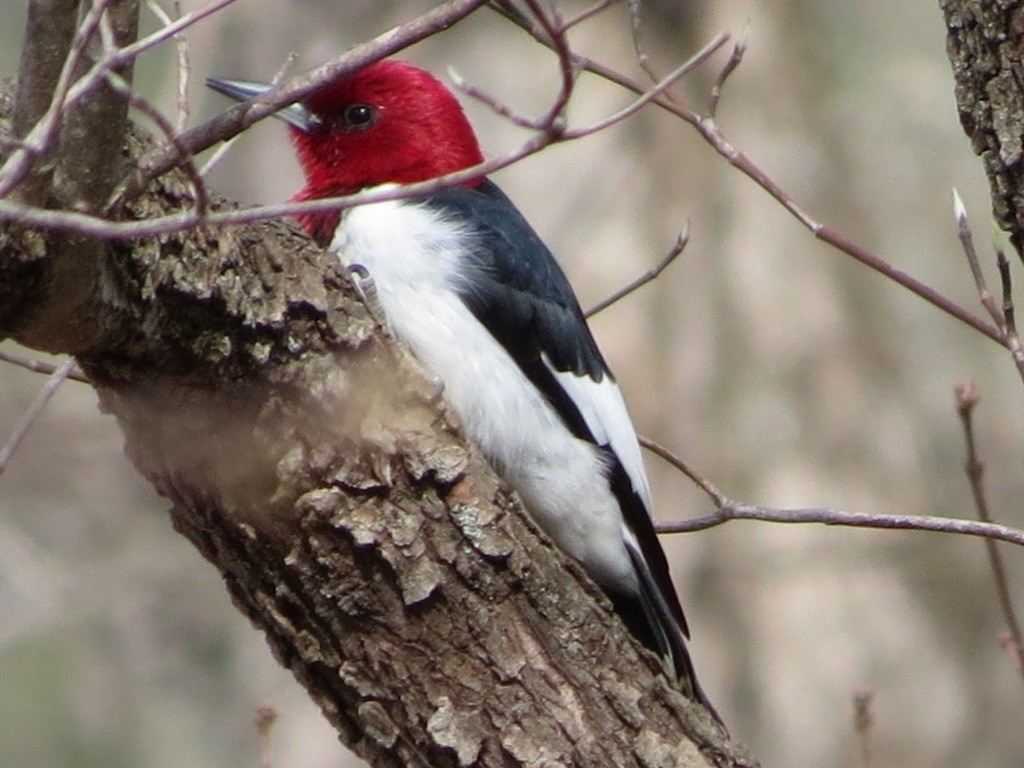 Red-headed Woodpecker - ML621217944
