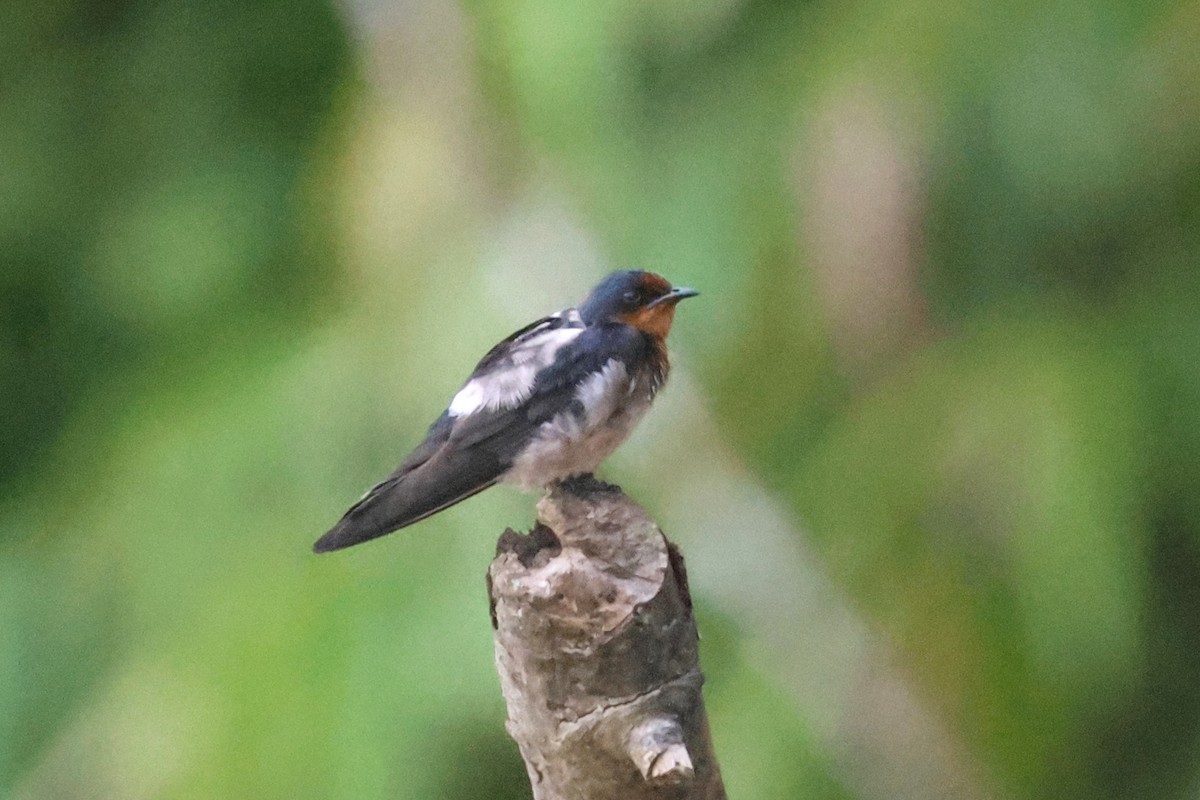 Pacific Swallow (Pacific) - ML621217999