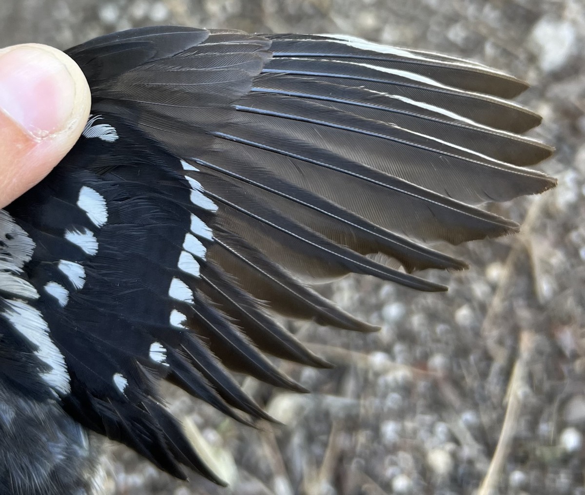 Spotted Towhee - ML621218003