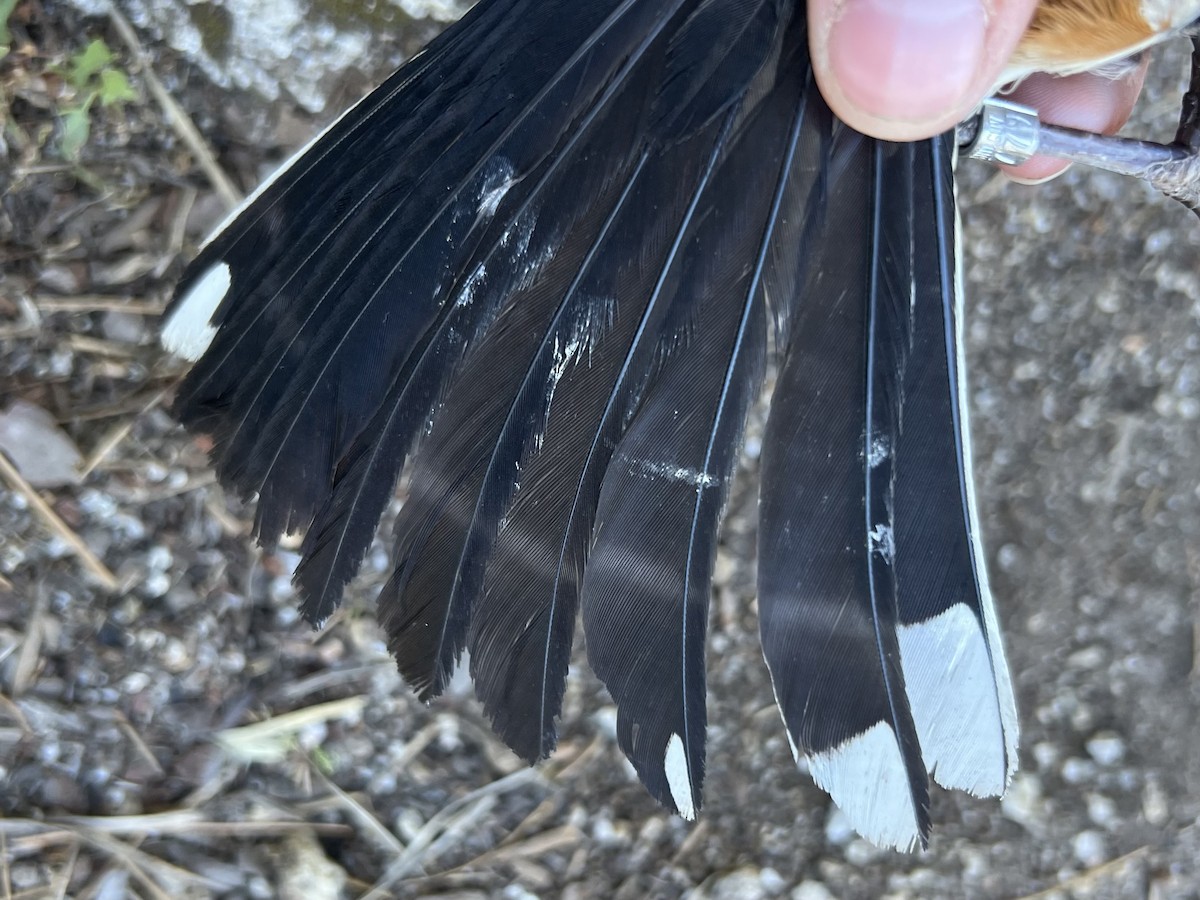 Spotted Towhee - ML621218005
