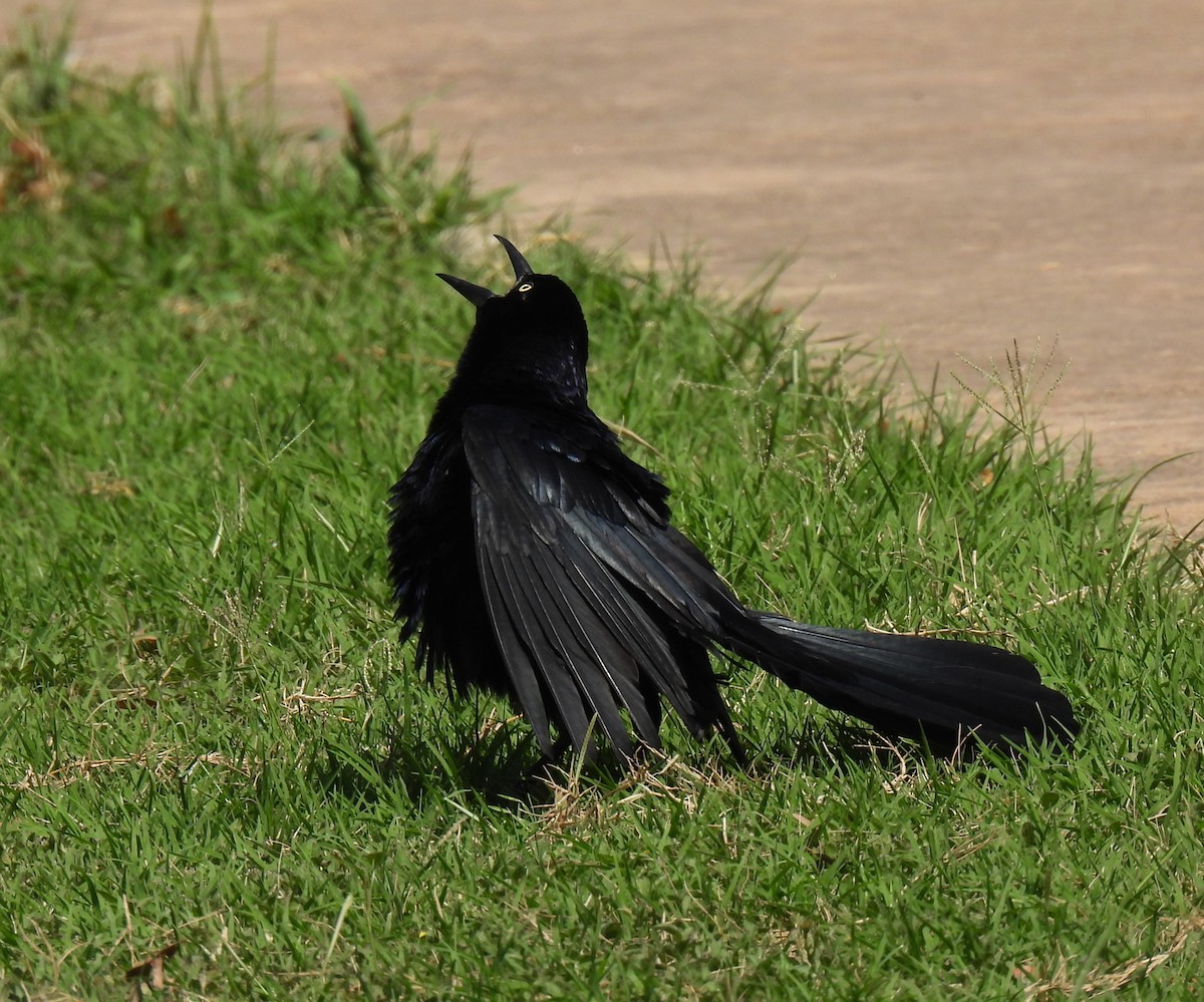 Great-tailed Grackle - ML621218011