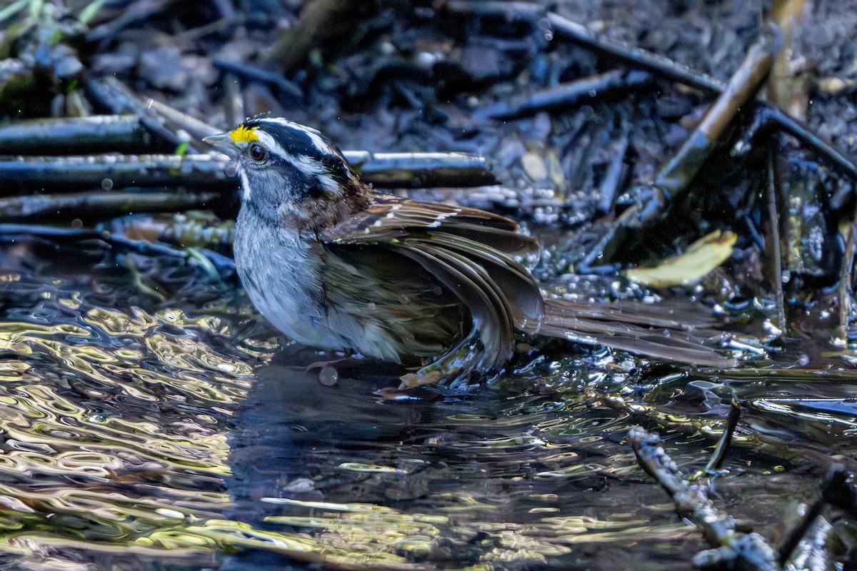 White-throated Sparrow - ML621218015