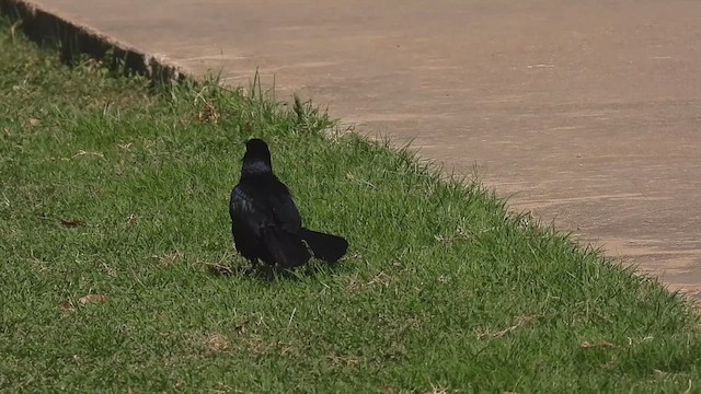 Great-tailed Grackle - ML621218020