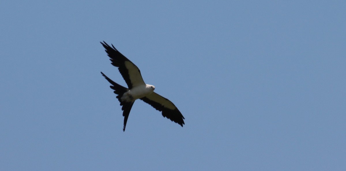 Swallow-tailed Kite - ML621218021