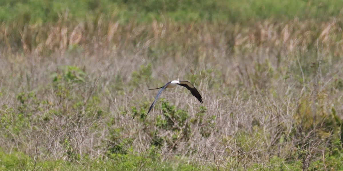 Swallow-tailed Kite - ML621218022