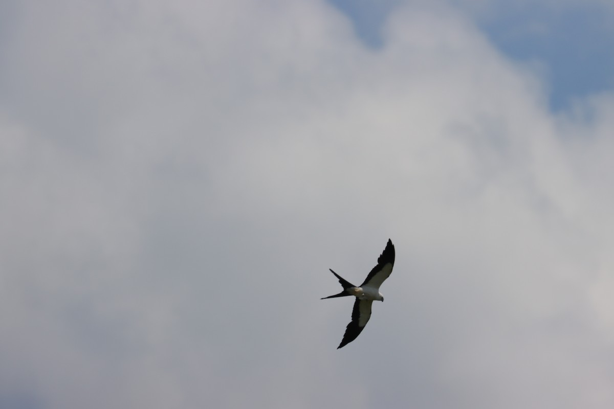 Swallow-tailed Kite - ML621218024