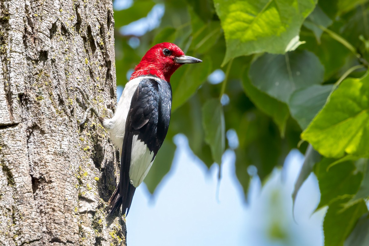 Red-headed Woodpecker - ML621218025