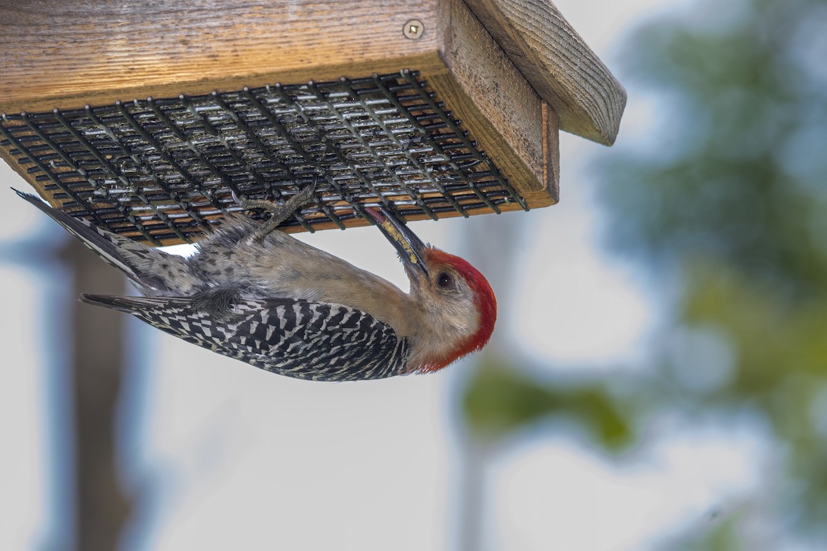 Red-bellied Woodpecker - ML621218036