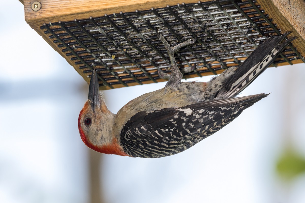 Red-bellied Woodpecker - ML621218042