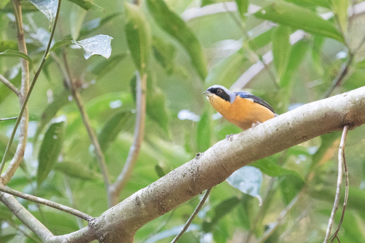 Fawn-breasted Tanager - ML621218092