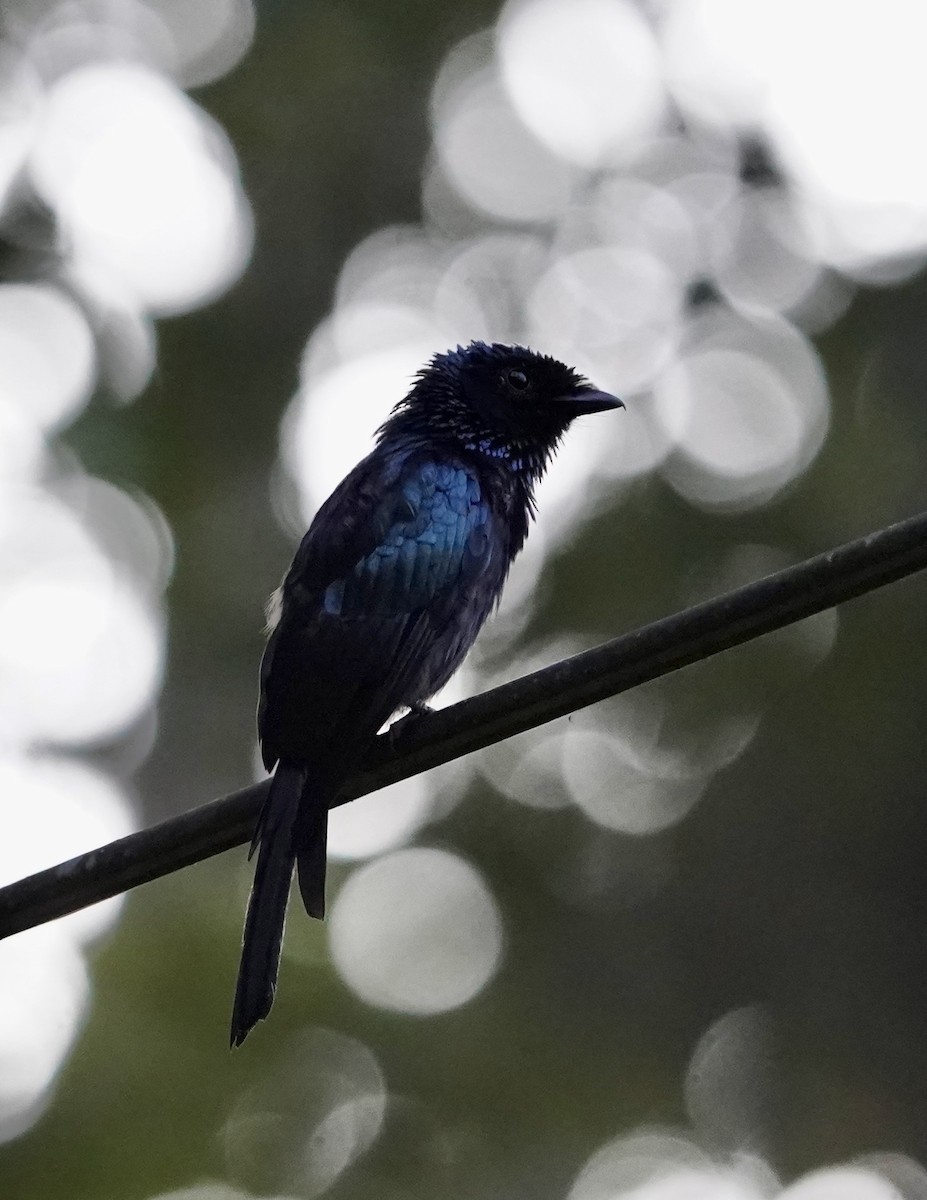 Lesser Racket-tailed Drongo - ML621218093