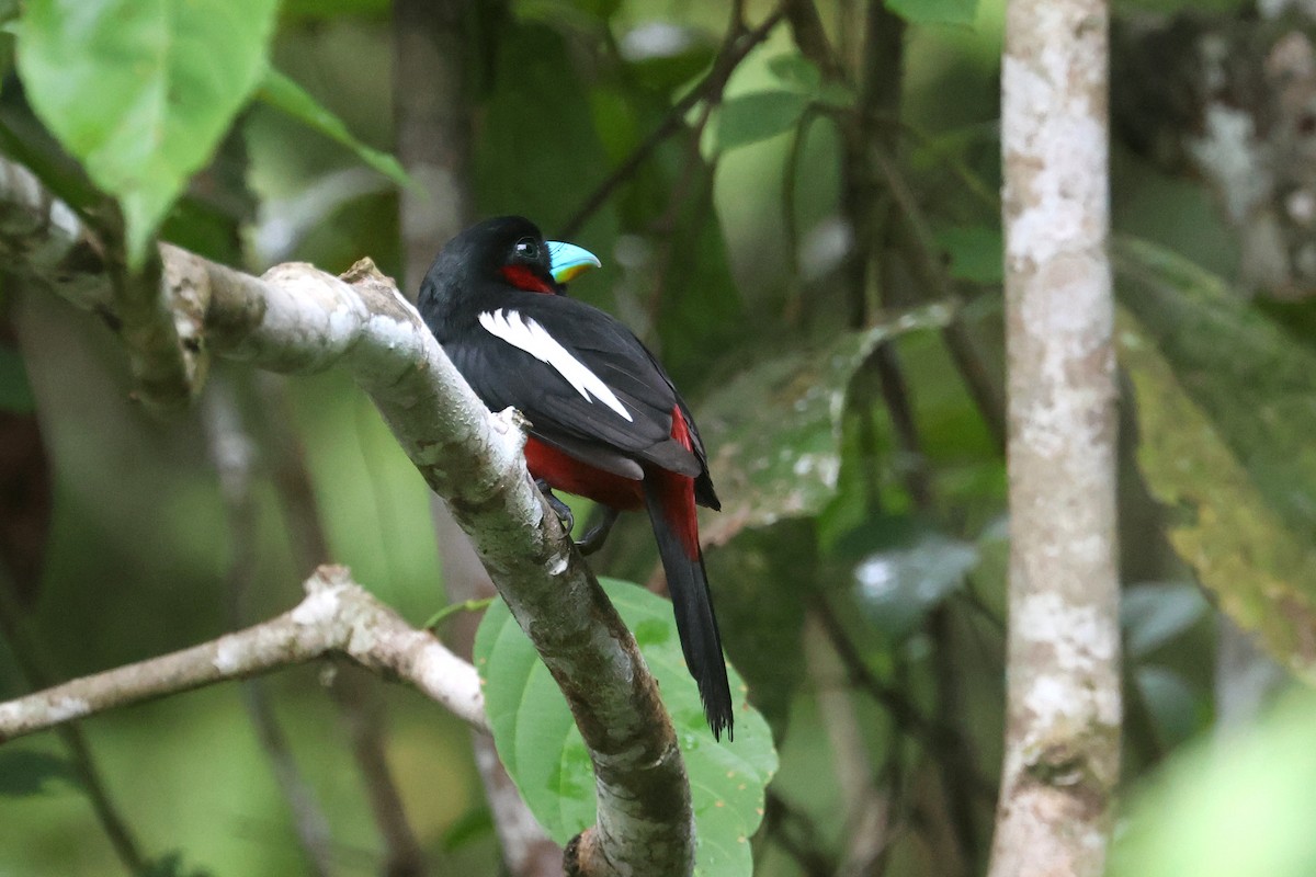 Black-and-red Broadbill (Black-and-red) - ML621218094