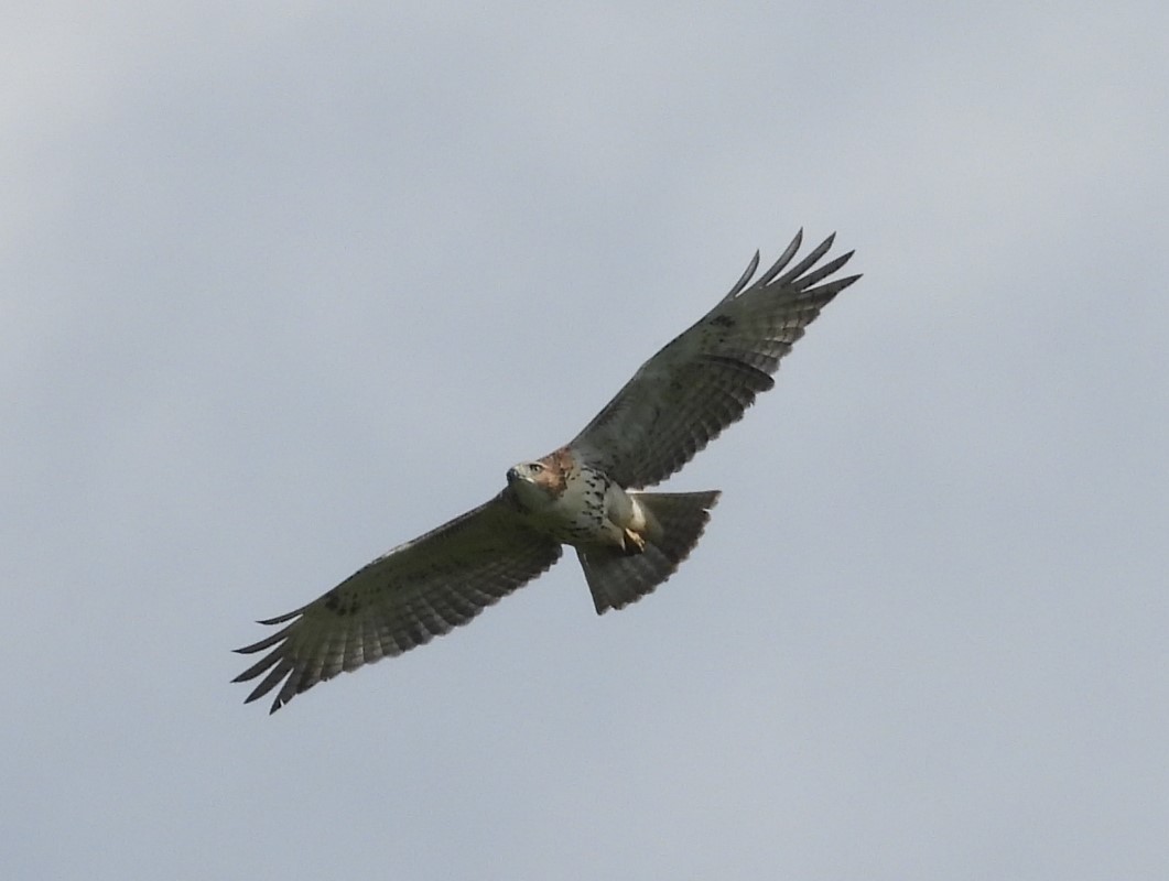 Red-tailed Hawk - ML621218098
