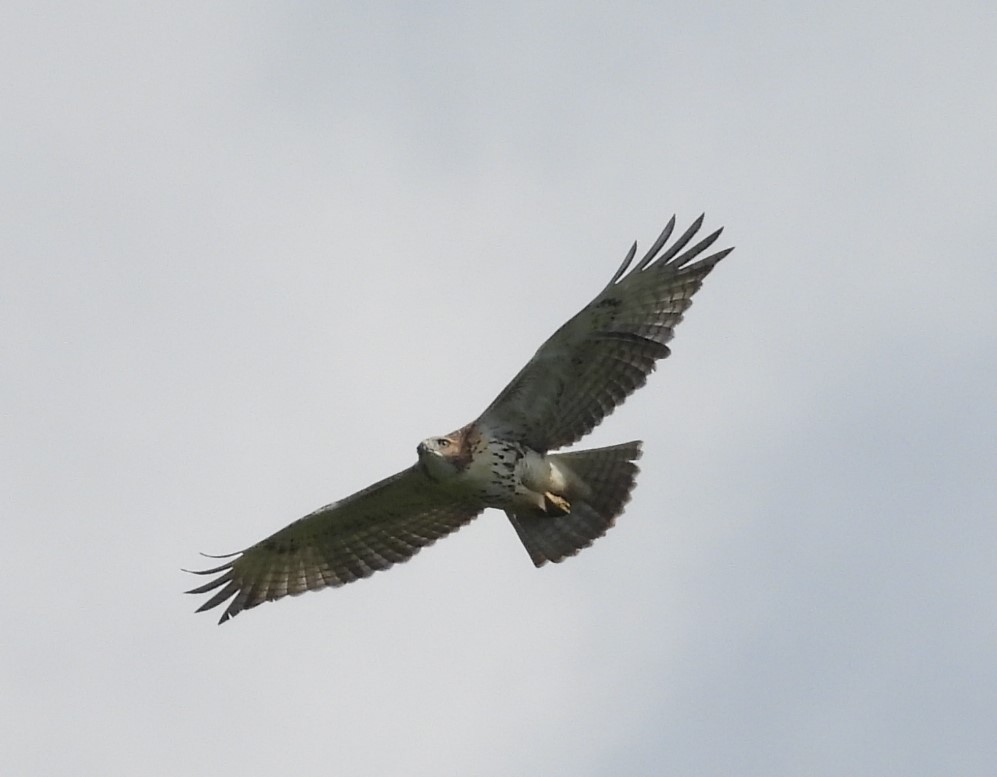 Red-tailed Hawk - ML621218099