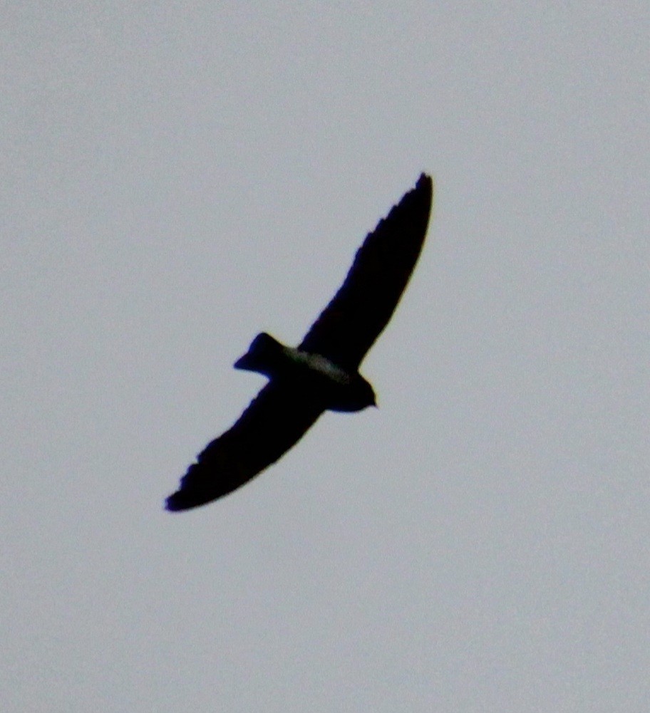 Northern Rough-winged Swallow - ML621218205