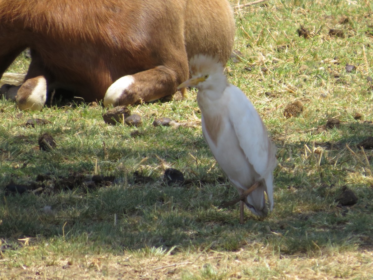 Египетская цапля (ibis) - ML621218222