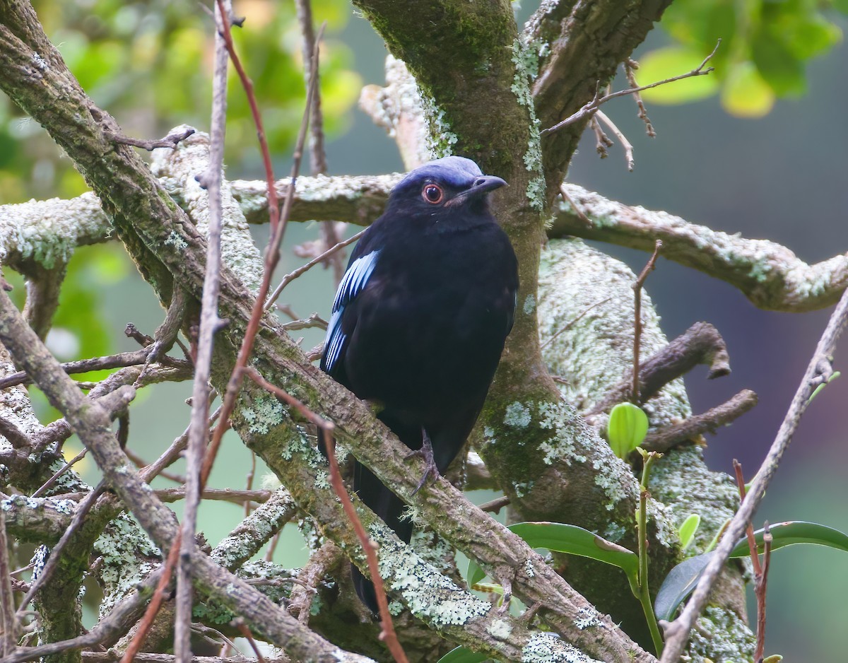 Sumatran Cochoa - ML621218278