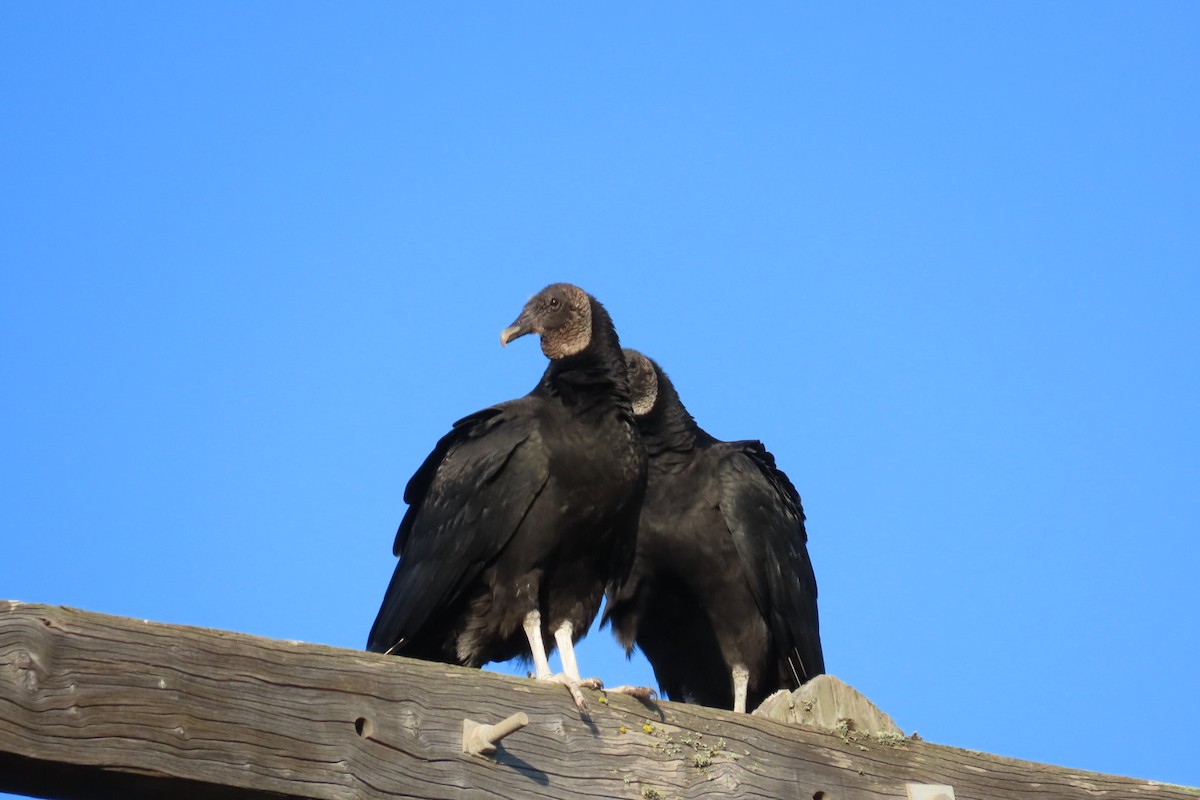 Black Vulture - ML621218299