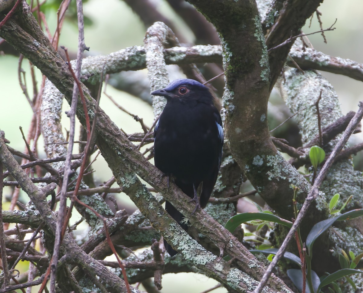 Sumatran Cochoa - Scott Baker