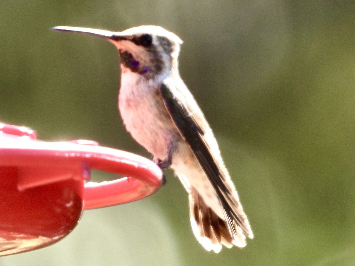 Costa's Hummingbird - ML621218309