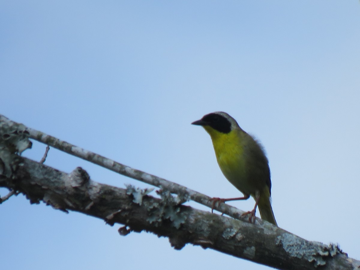 Common Yellowthroat - ML621218351