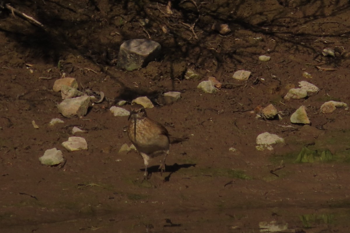 Scale-throated Earthcreeper - ML621218360