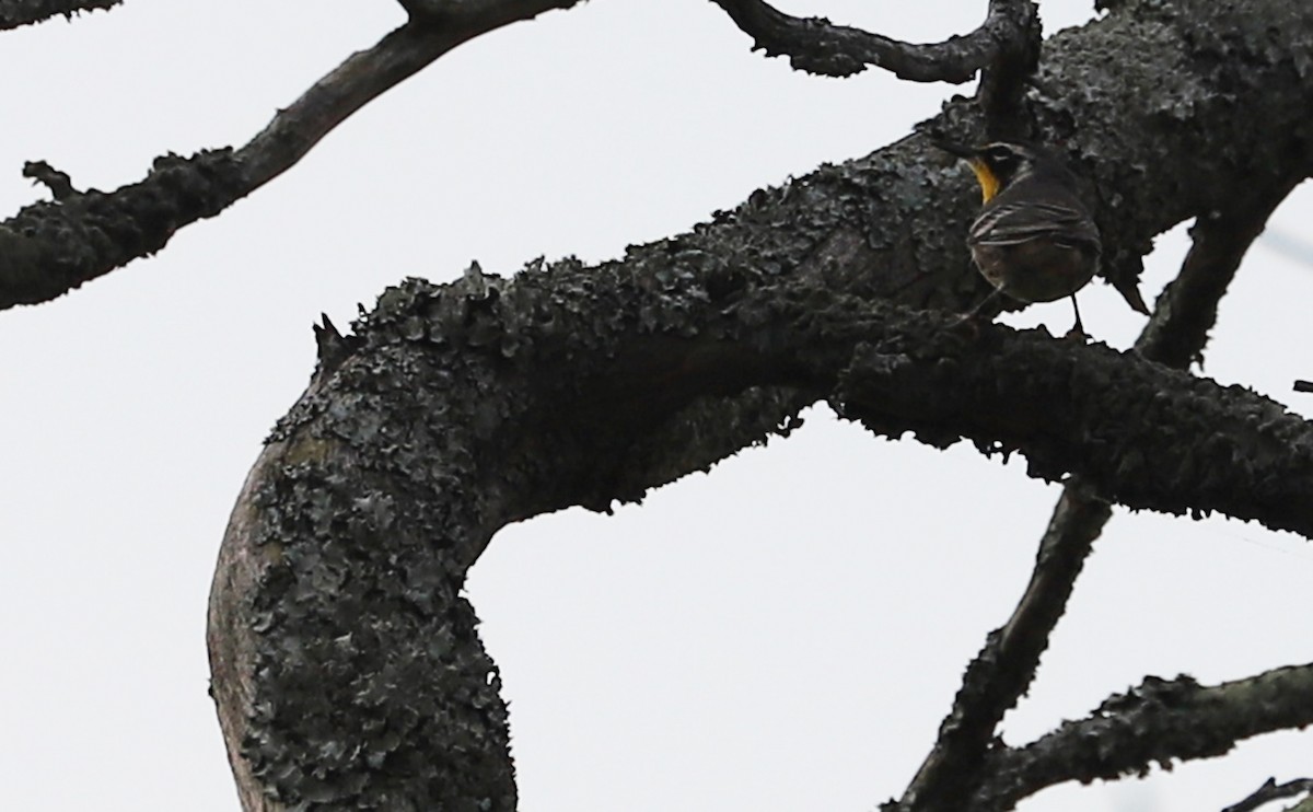 Yellow-throated Warbler - ML621218388