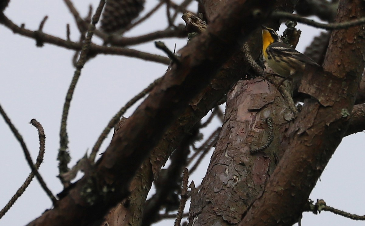 Yellow-throated Warbler - ML621218396