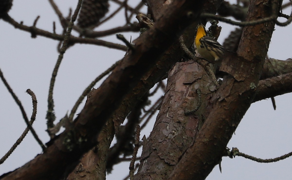 Yellow-throated Warbler - ML621218400