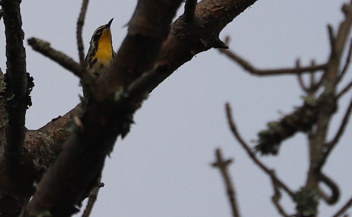 Yellow-throated Warbler - ML621218402
