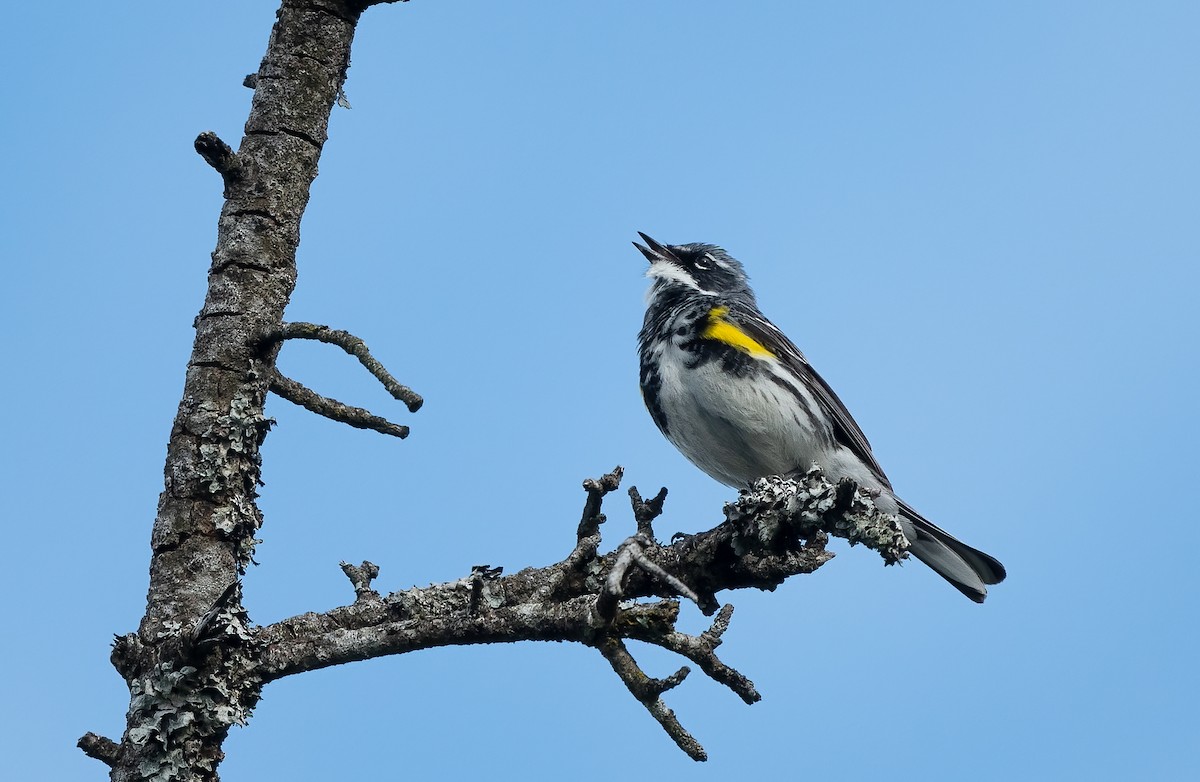 Yellow-rumped Warbler - ML621218405