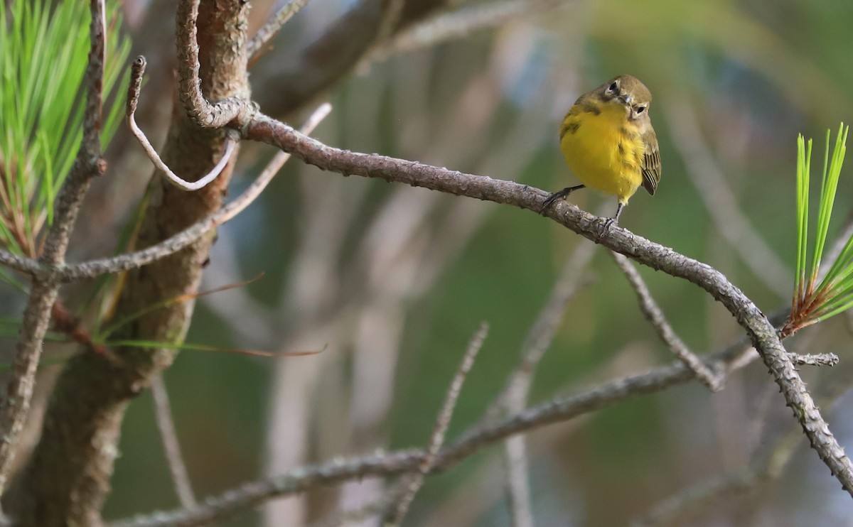 Prairie Warbler - ML621218425