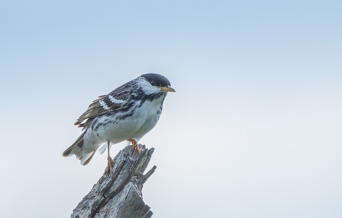 Blackpoll Warbler - ML621218430