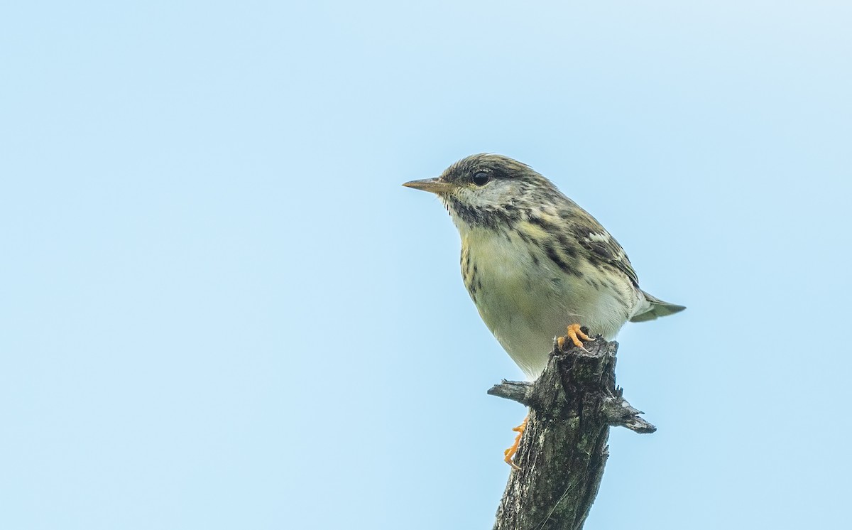 Blackpoll Warbler - ML621218431