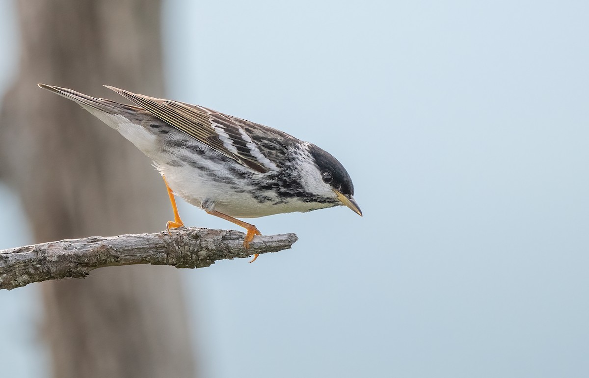 Blackpoll Warbler - ML621218432