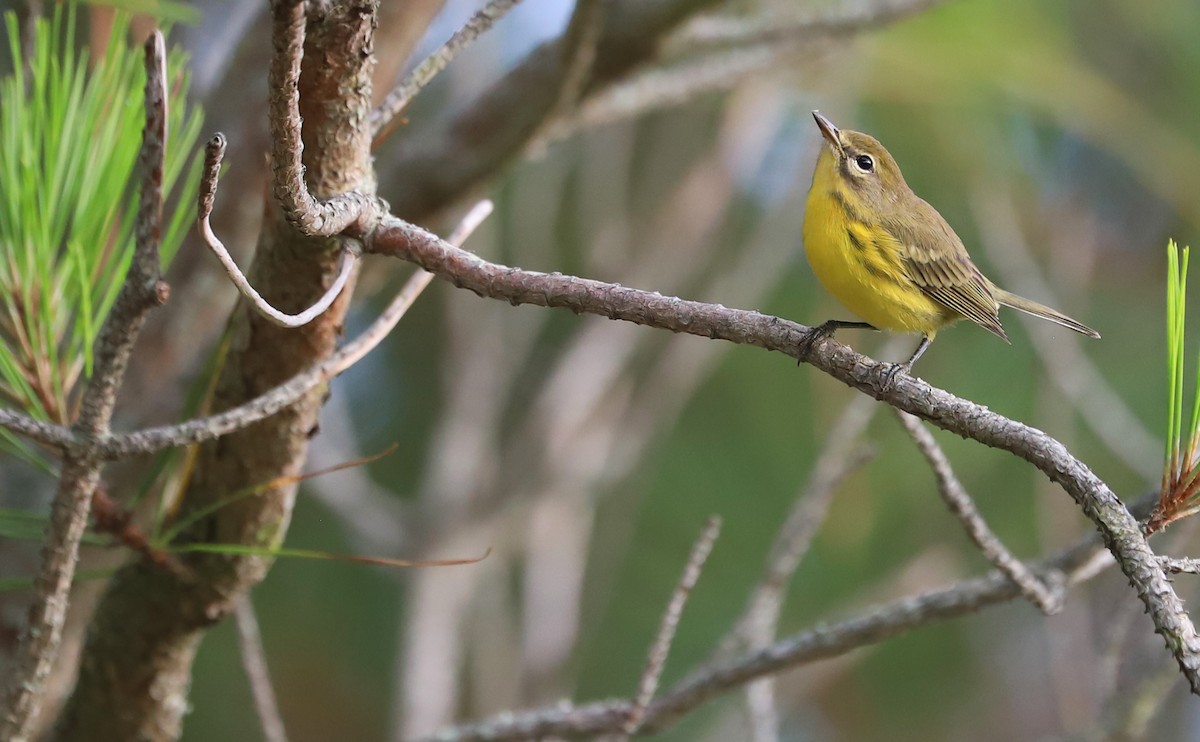 Prairie Warbler - ML621218433