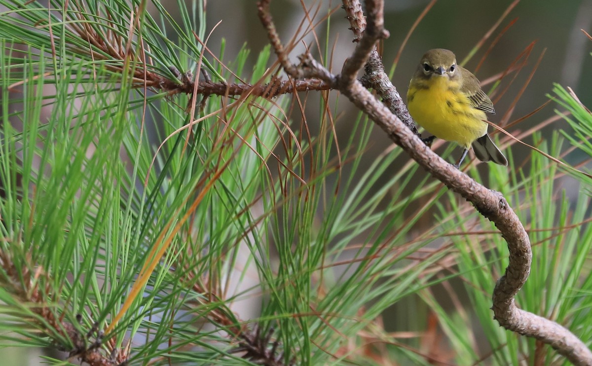 Prairie Warbler - ML621218436